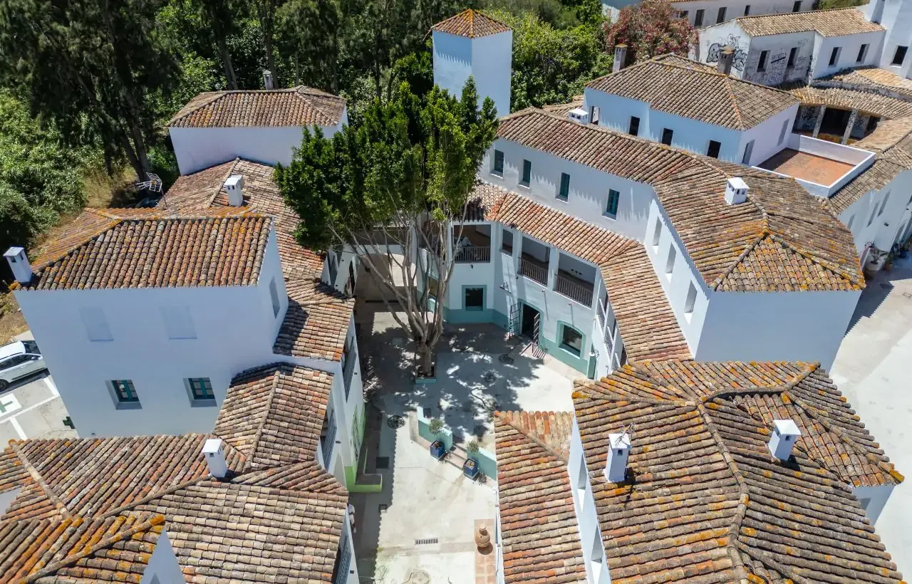 Rooftops and the courtyard tree